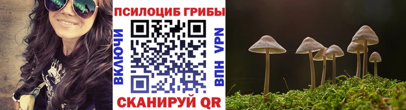 Галлюциногенные грибы Psilocybe  Белая Холуница 