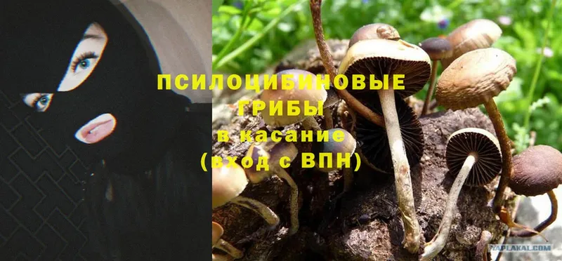 Псилоцибиновые грибы Psilocybine cubensis  Белая Холуница 